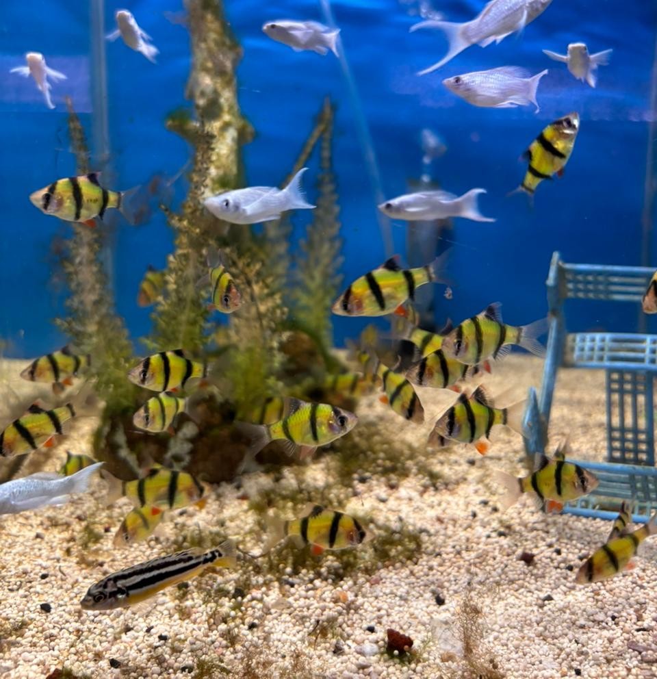 Ikan Sumatera